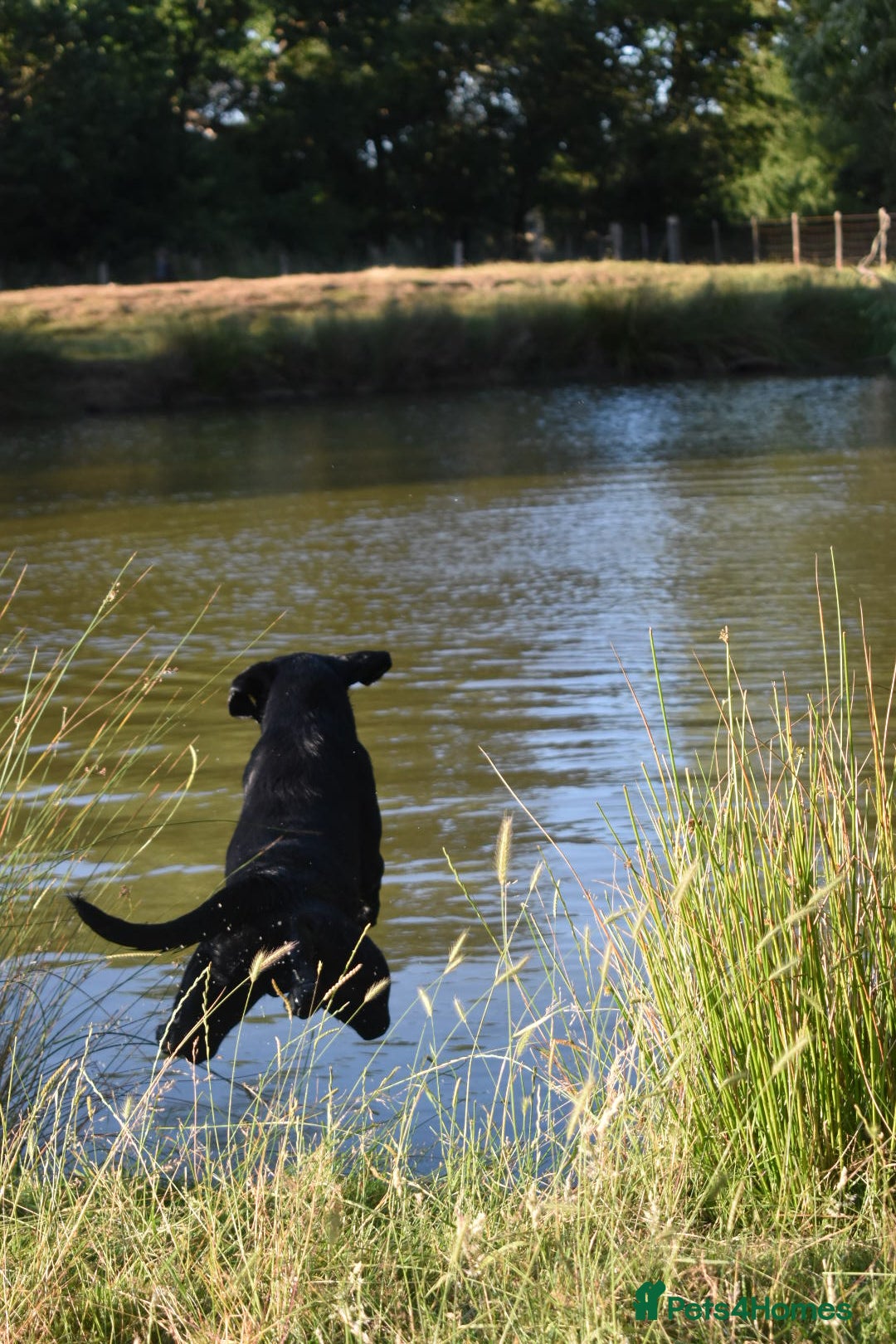 Labrador Retriever dogs for stud: Fully health tested working black Labrador  - Image 5
