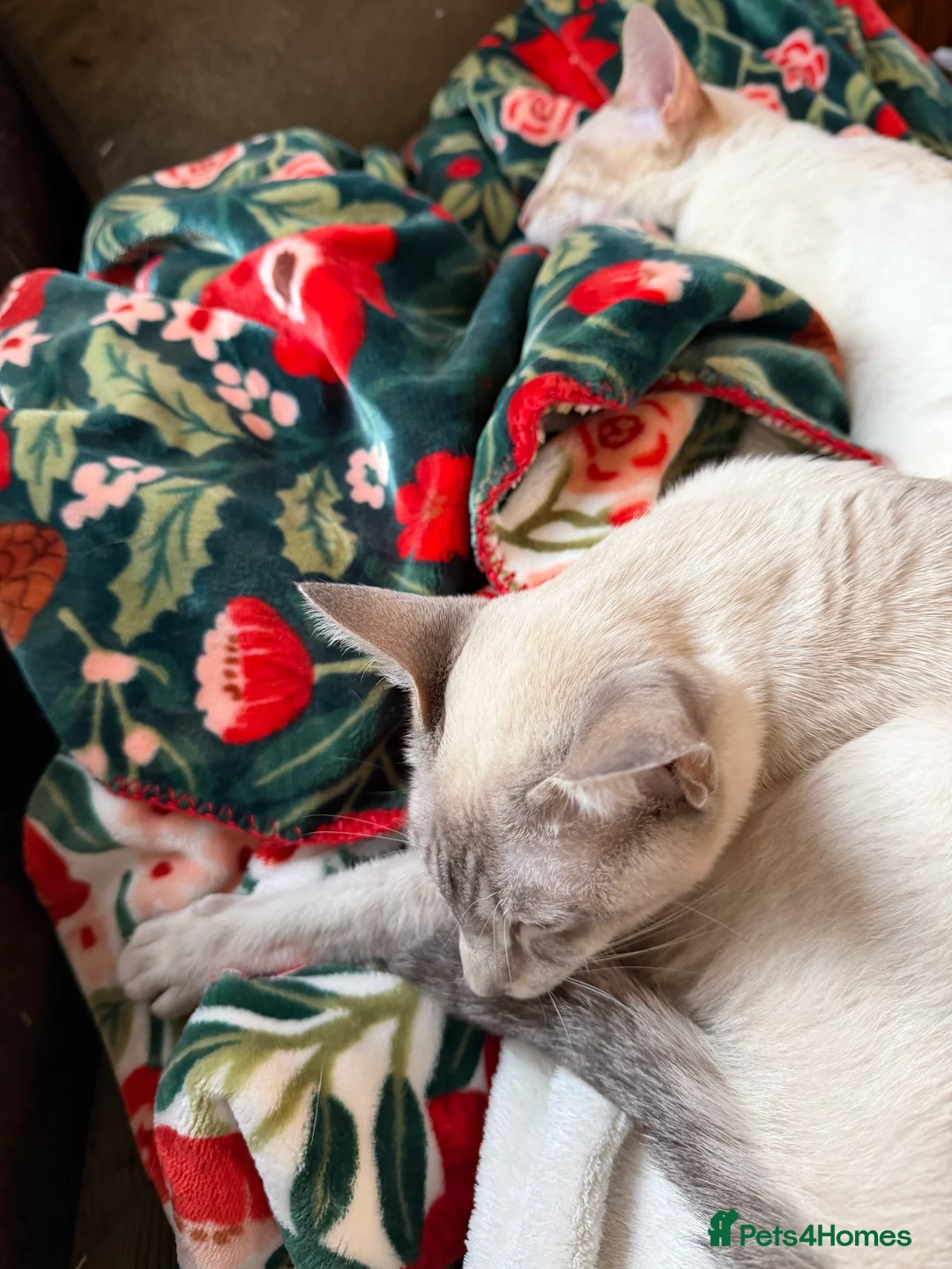 Siamese cats for sale: Siamese kitten  - Advert 6