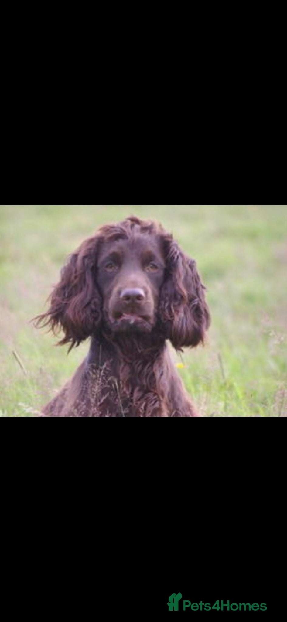 Cocker Spaniel dogs Stunning FTCH Line KC Reg Working Cocker Spaniel - Advert 2
