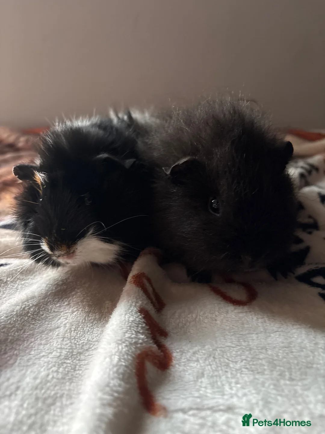 Guinea Pig rodents for sale: 2 male guinea pigs for sale  - Advert 1