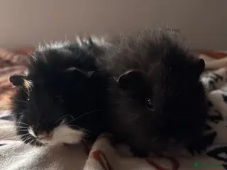 Guinea Pig rodents for sale: 2 male guinea pigs for sale - Advert 1