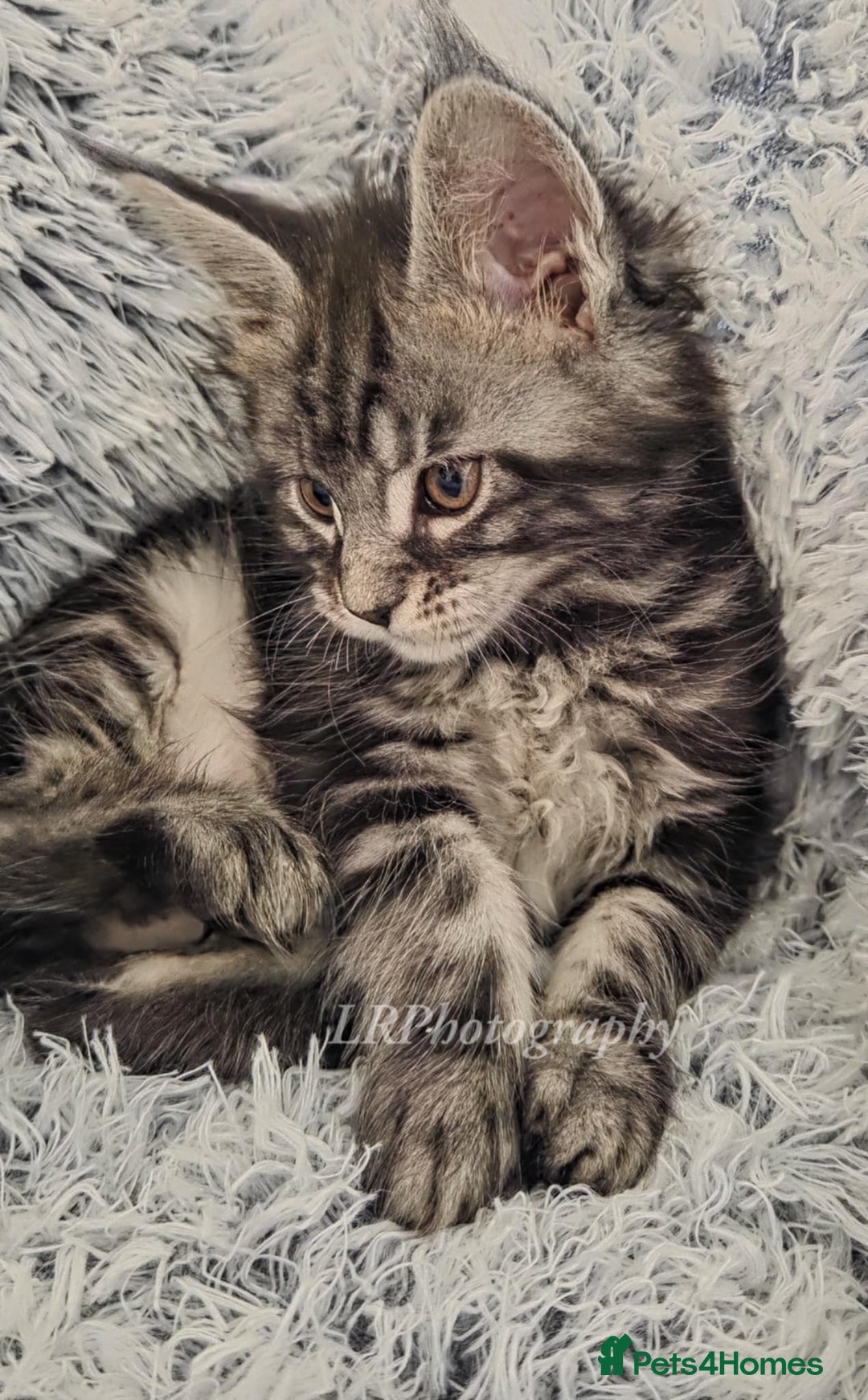 Maine Coon cats for sale: TICA REGISTERED MAINE COONS - Advert 10