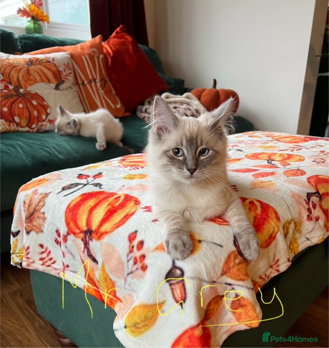 Ragdoll cats for sale: Ragdoll kittens - Image 20