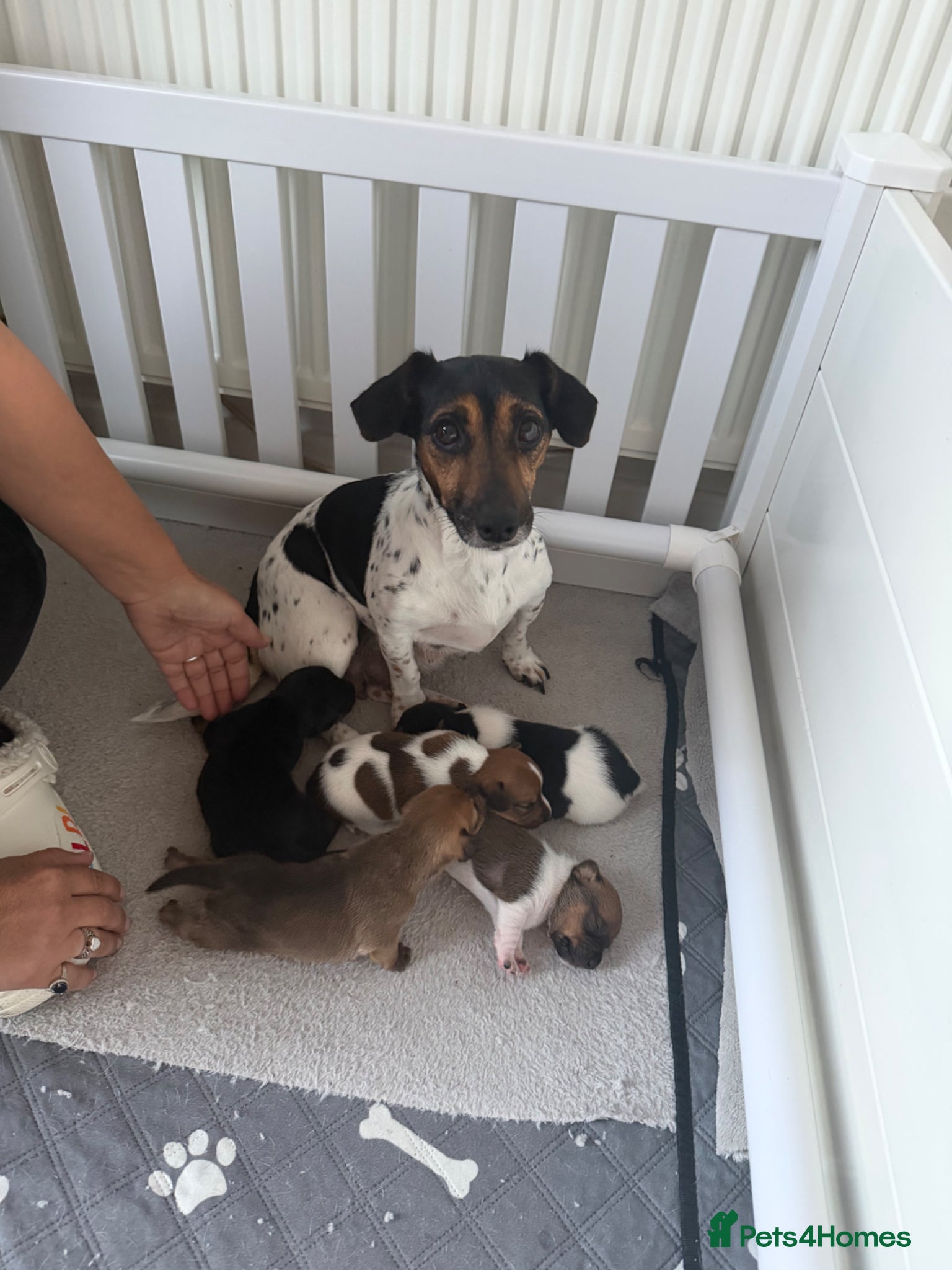 Jack Russell dogs for sale: 5 beautiful Jack Russell Puppies  - Advert 1