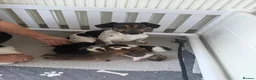 Jack Russell dogs for sale: 5 beautiful Jack Russell Puppies  - Advert 1