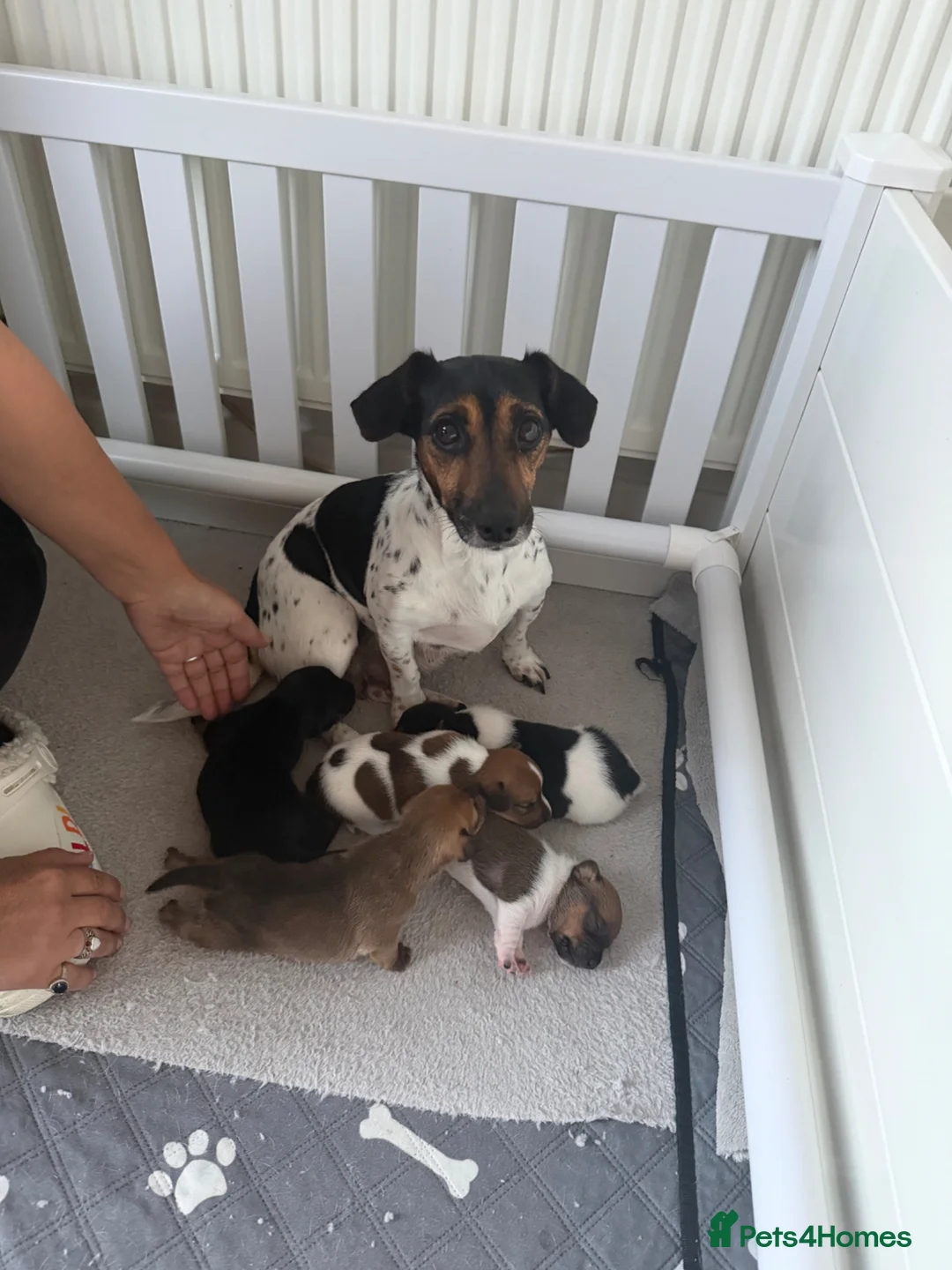 Jack Russell dogs for sale: 5 beautiful Jack Russell Puppies  - Advert 1