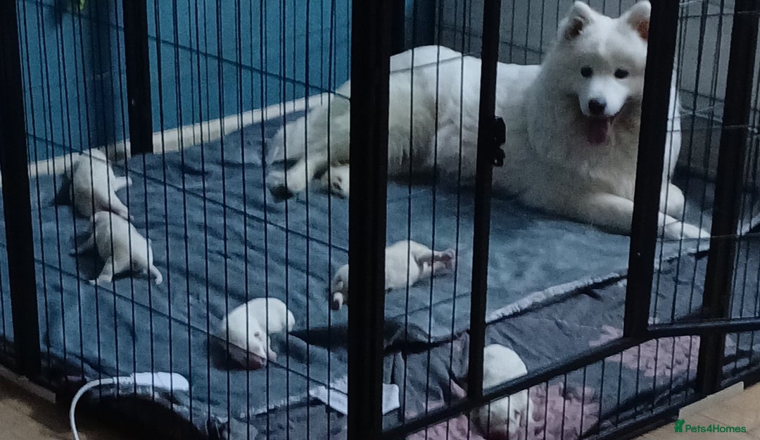Samoyed dogs for sale: Puppies - Image 5