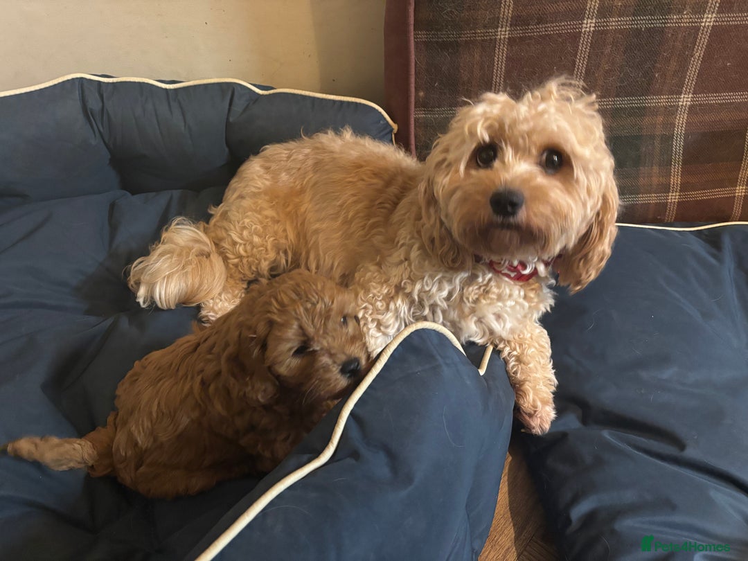 Cavapoo dogs for sale: Stunning cavapoo  - Advert 2