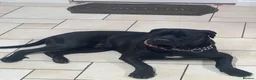 Cane Corso dogs for sale: Female puppy cane corso - Advert 4