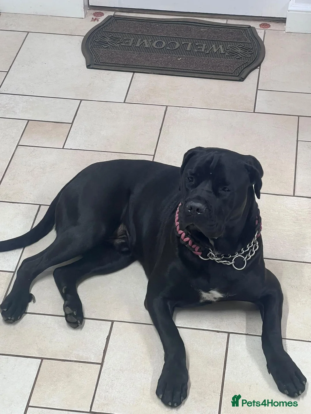 Cane Corso dogs for sale: Female puppy cane corso - Advert 4