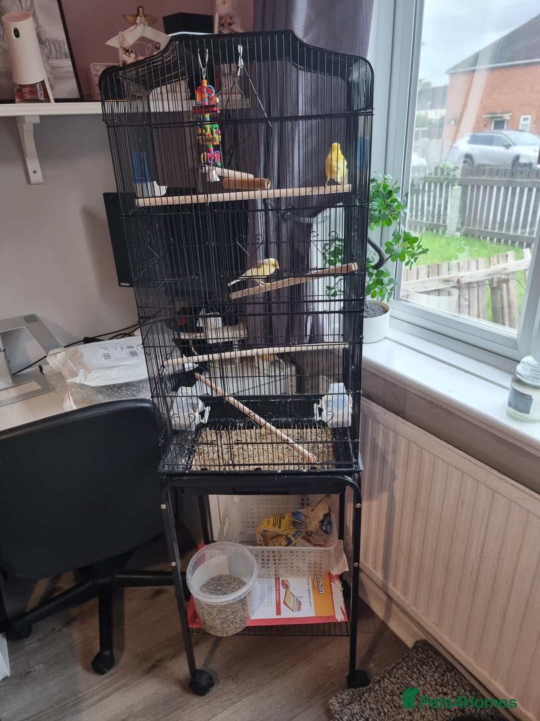 Canaries birds for sale: Canaries/ cage and food - Advert 2