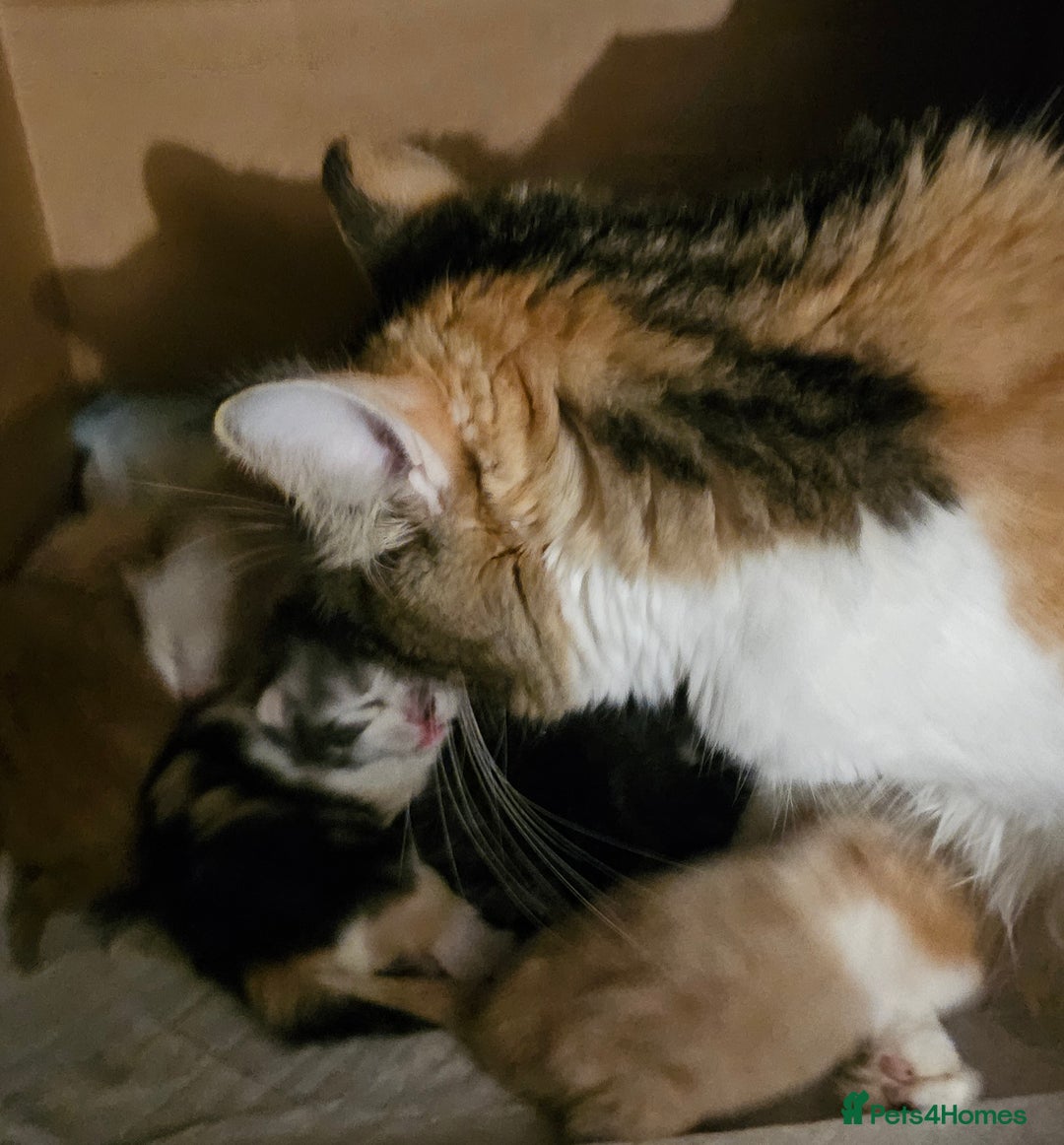 Maine Coon cats for sale: Half Maine Coon kittens - Image 8