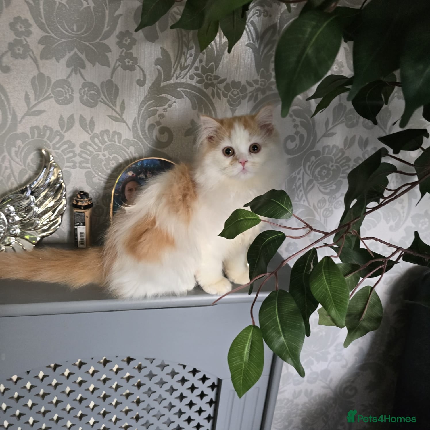 Scottish Fold cats Last two kittens ready to go immediately - Advert 2
