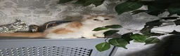 Scottish Fold cats for sale: Last two kittens ready to go immediately - Advert 1