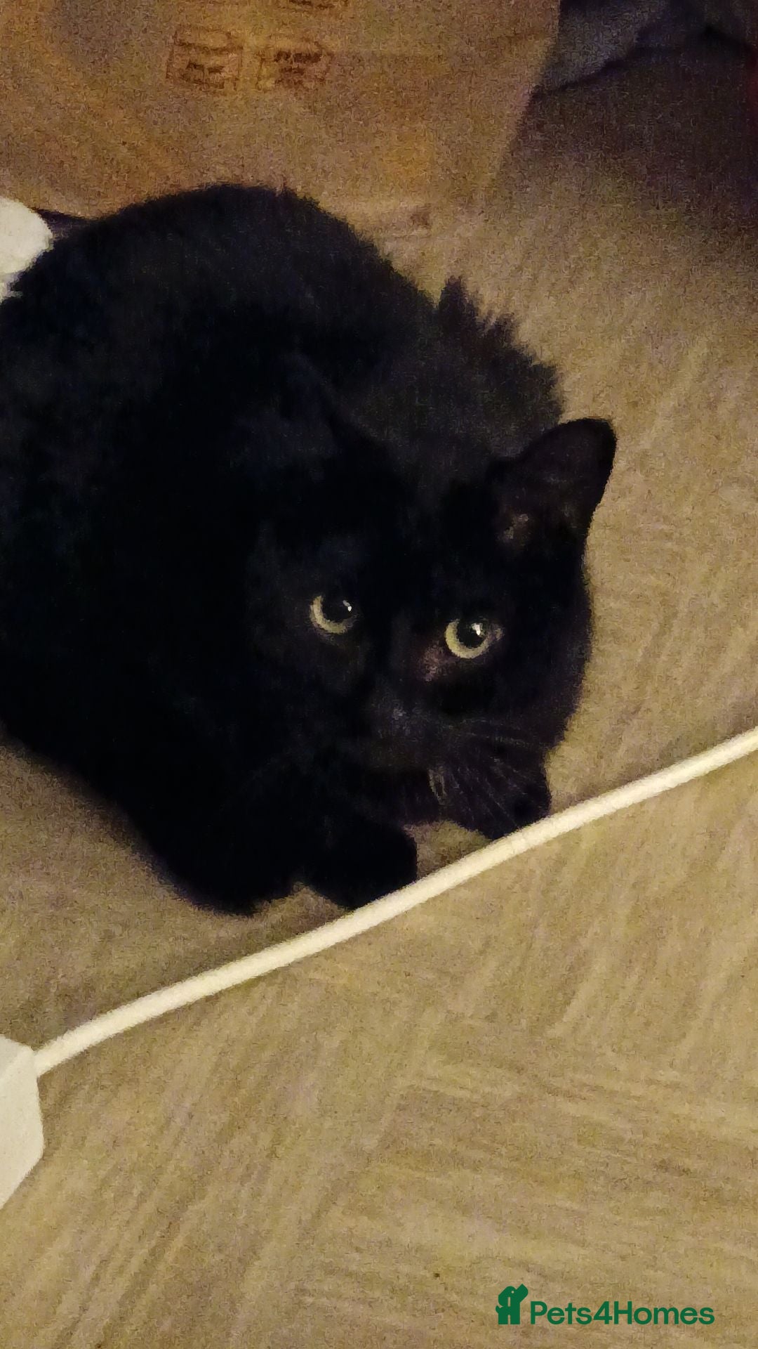 Bombay cats for sale: Cat for rehoming - Image 7