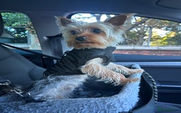 Yorkshire Terrier dogs for stud: Stud  - Image 2