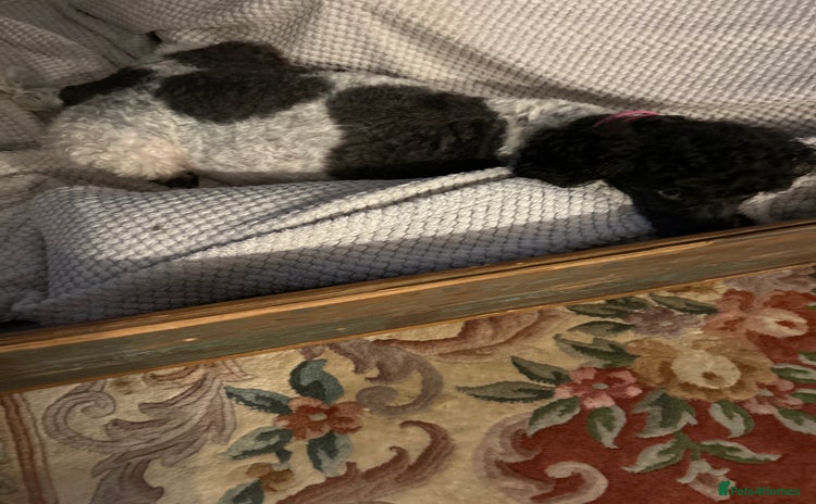 Cockapoo dogs - Advert 1