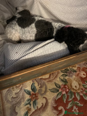 Cockapoo dogs - Advert 1