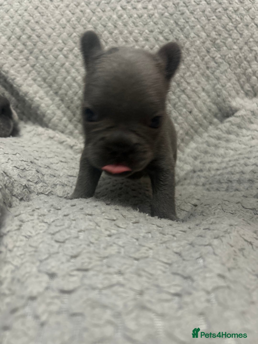 French Bulldog dogs for sale: French bulldogs pedigree - Advert 21