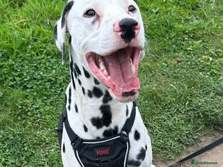 Dalmatian dogs - Advert 21