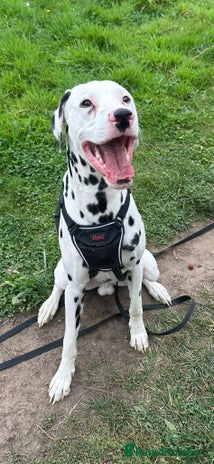 Dalmatian dogs - Advert 1