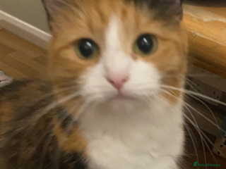 Bombay cats Lovely 10week old female - Advert 1