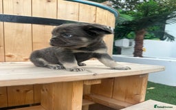 French Bulldog dogs for sale: 2 male French bull dog puppies  - Image 2
