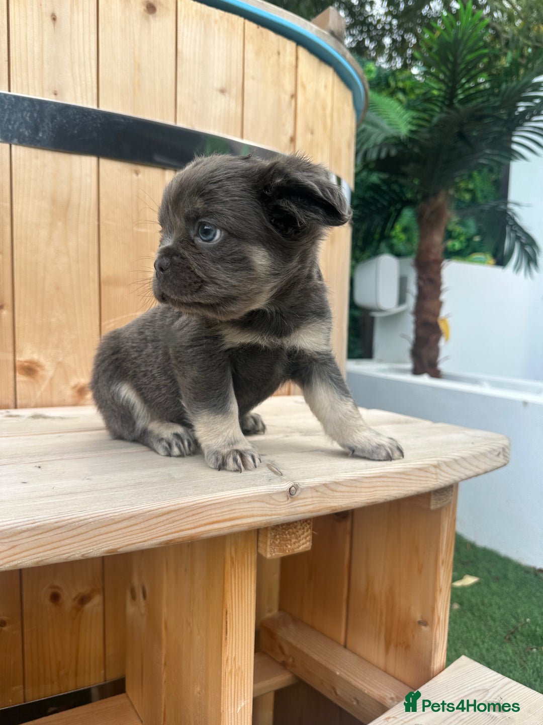 French Bulldog dogs for sale: 2 male French bull dog puppies  - Image 2