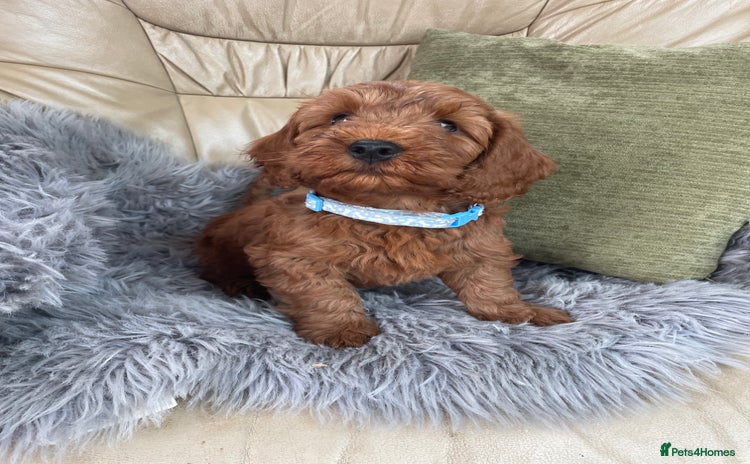 Cavapoo dogs - Advert 2