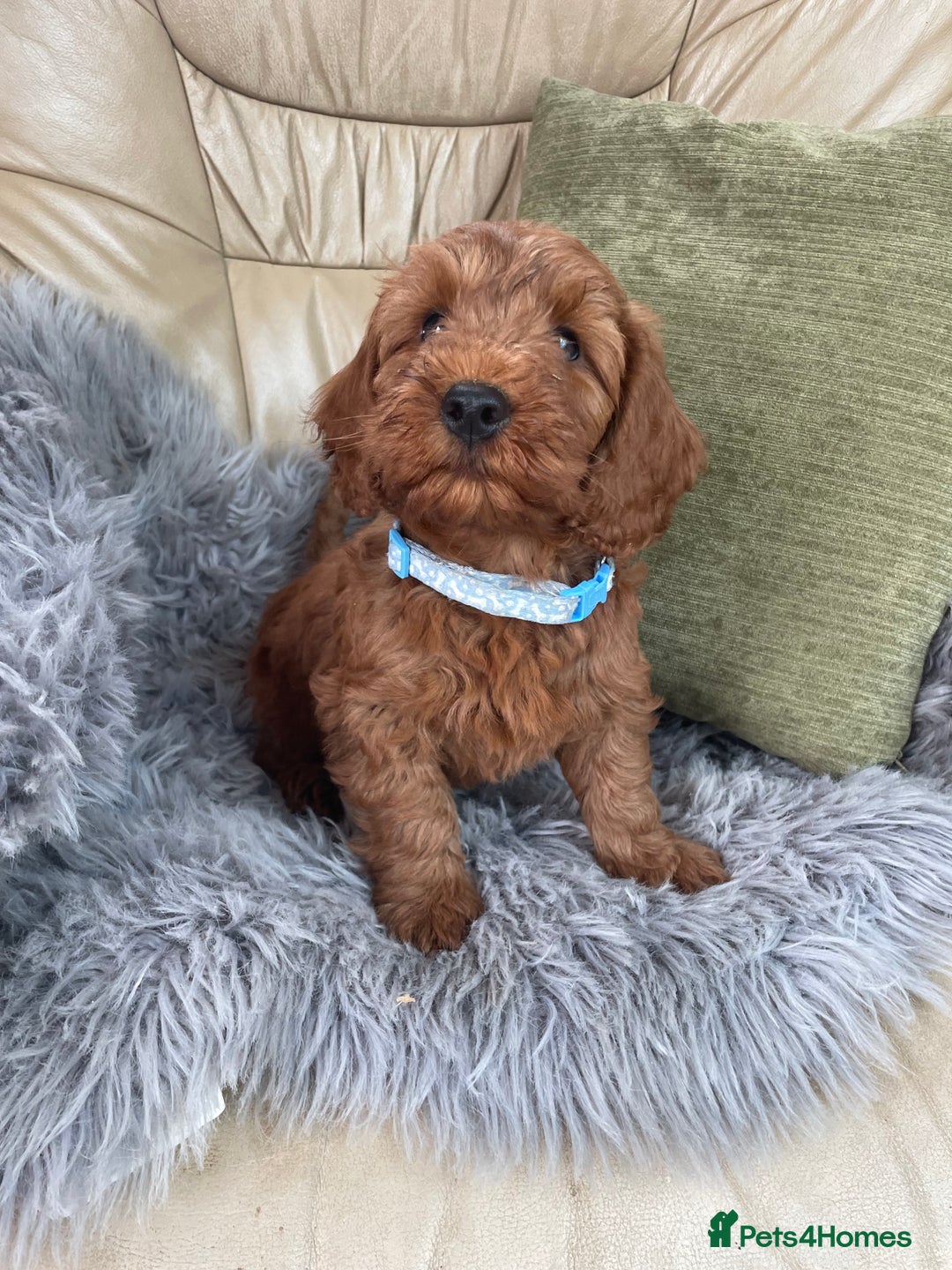 Cavapoo dogs for sale: Stunning boys and girls.  - Image 1