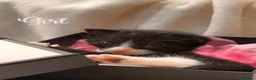 Mixed Breed cats for sale: Half Scottish adorable cuties 🩷🩵 - Advert 11