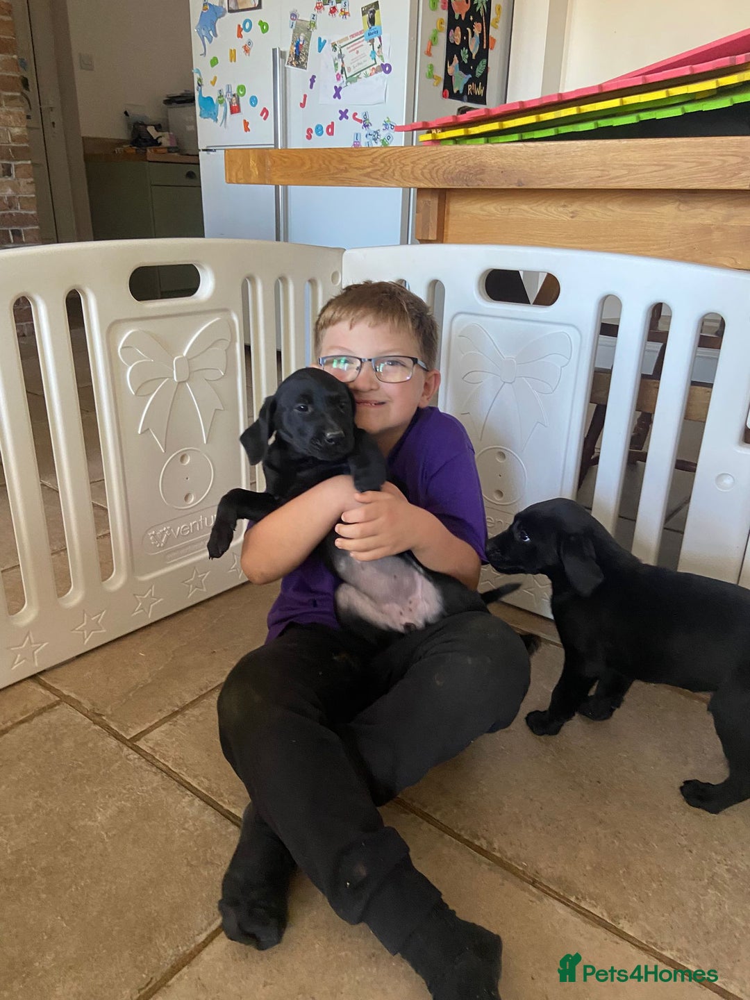 Labrador Retriever dogs for sale: 3 black labrador puppies  - Image 22