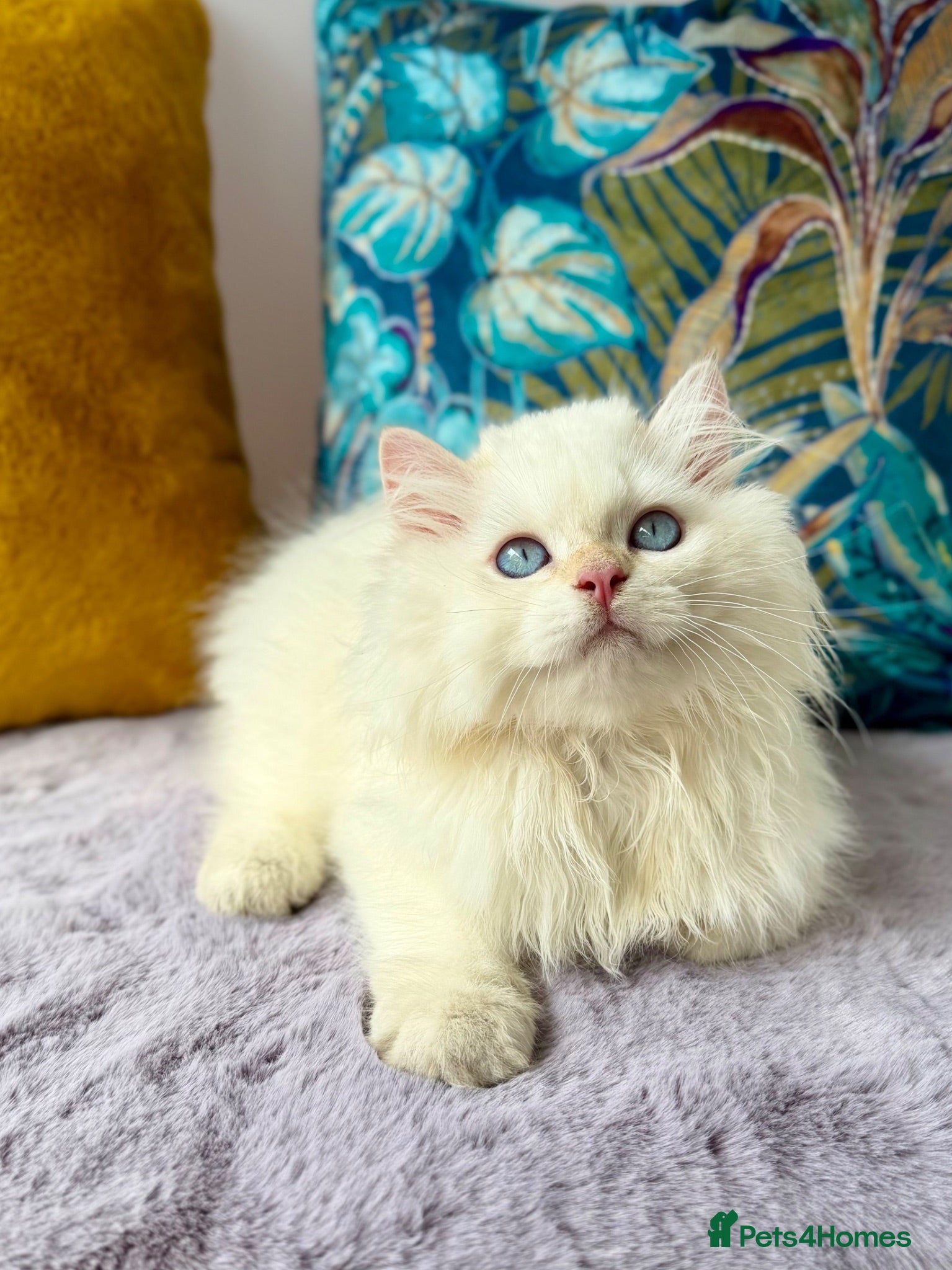 British Longhair cats Champion lines Golden British Longhairs - Advert 2