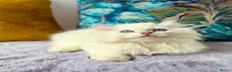 British Longhair cats for sale: Champion lines Golden British Longhairs - Advert 2