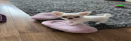 Chihuahua dogs for sale: Female chihuahua puppy  - Advert 2