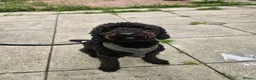 Mixed Breed dogs for sale: Selling our beloved puppy/dog - Advert 7