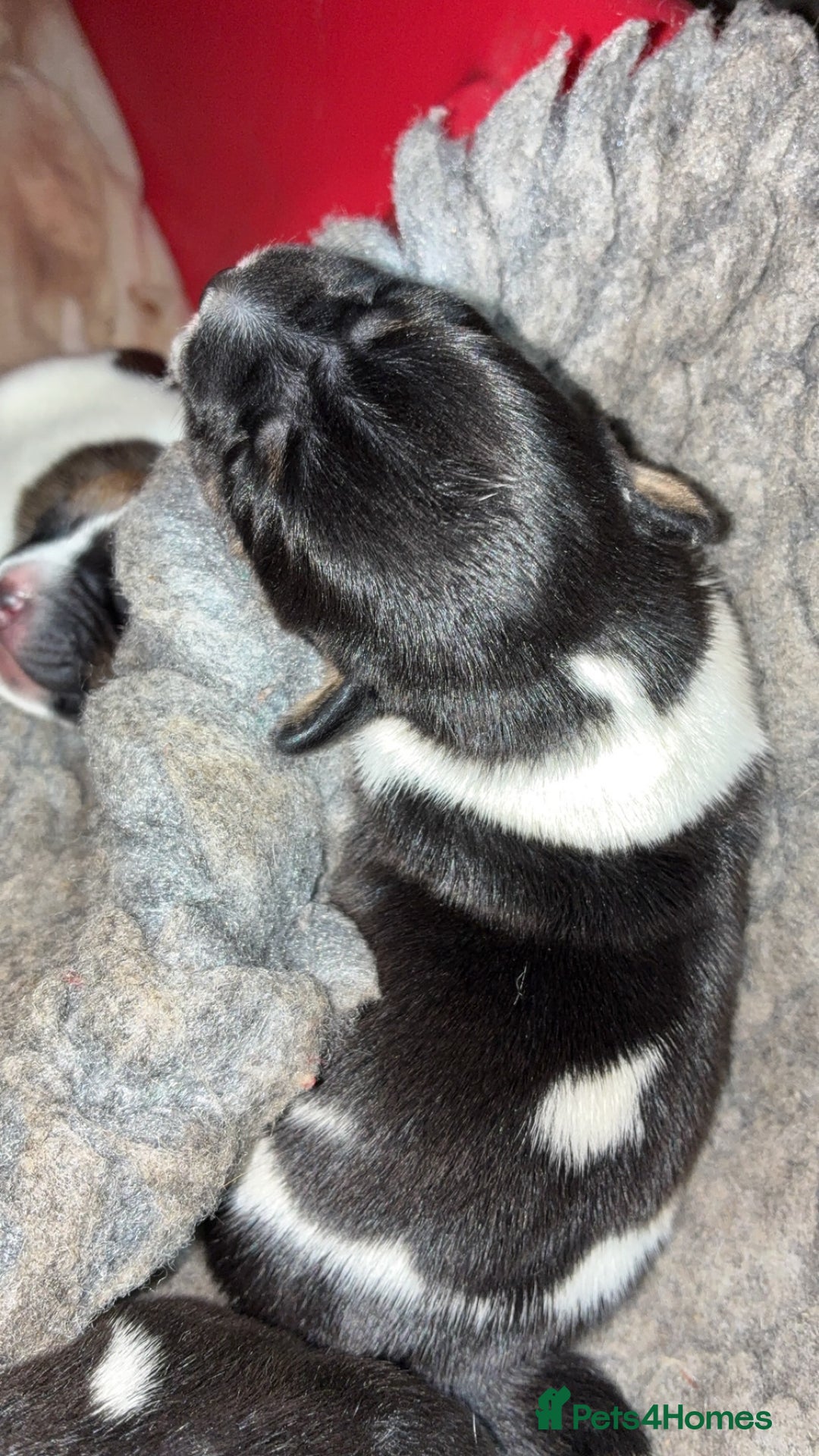 Jack Russell dogs for sale: Jack Russell pups  - Advert 3
