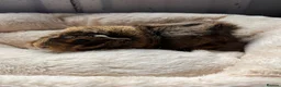 Guinea Pig rodents for sale: Various funky and swiss boys  - Advert 4