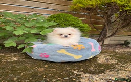 Pomeranian dogs for sale: Pomeranian Last Boy - Image 38