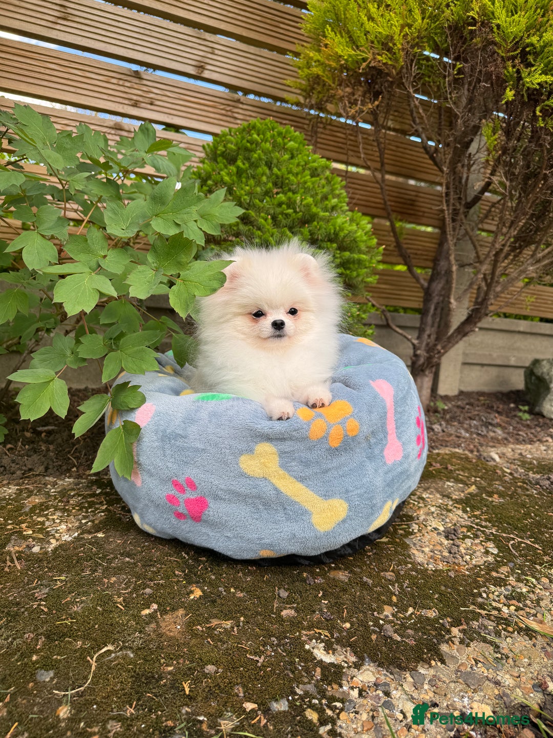 Pomeranian dogs for sale: Pomeranian Last Boy - Image 38