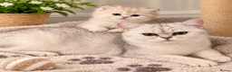 Scottish Fold cats for sale: stunning Scottish Fold and  Straight kittens - Advert 12