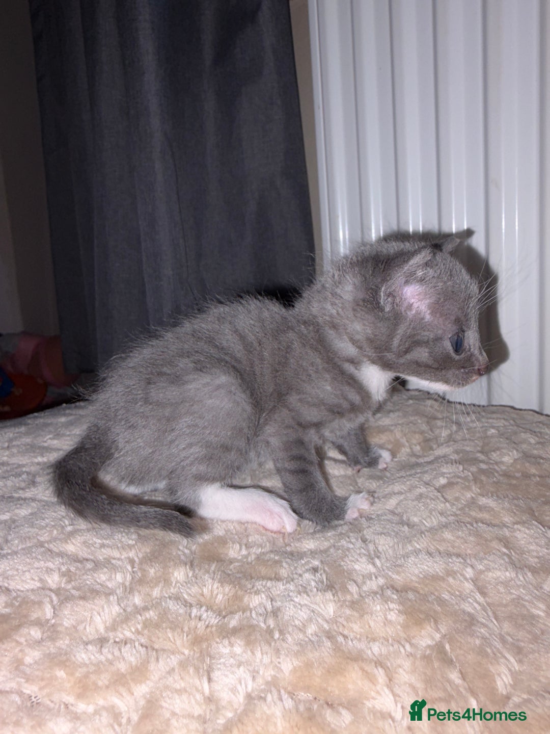 Khao Manee cats for sale: 4 mixed khao manee kittens  - Advert 2