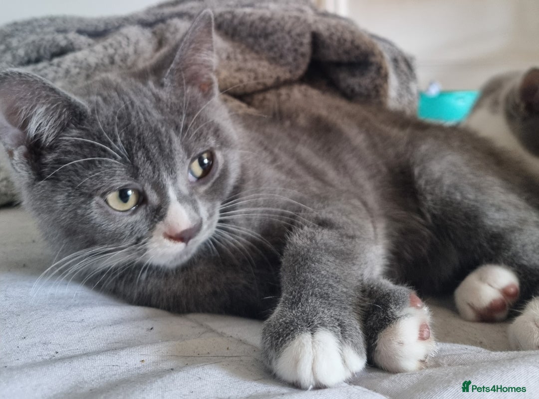 British Shorthair cats for sale: 3 beautiful kittens ready for forever homes - Image 5