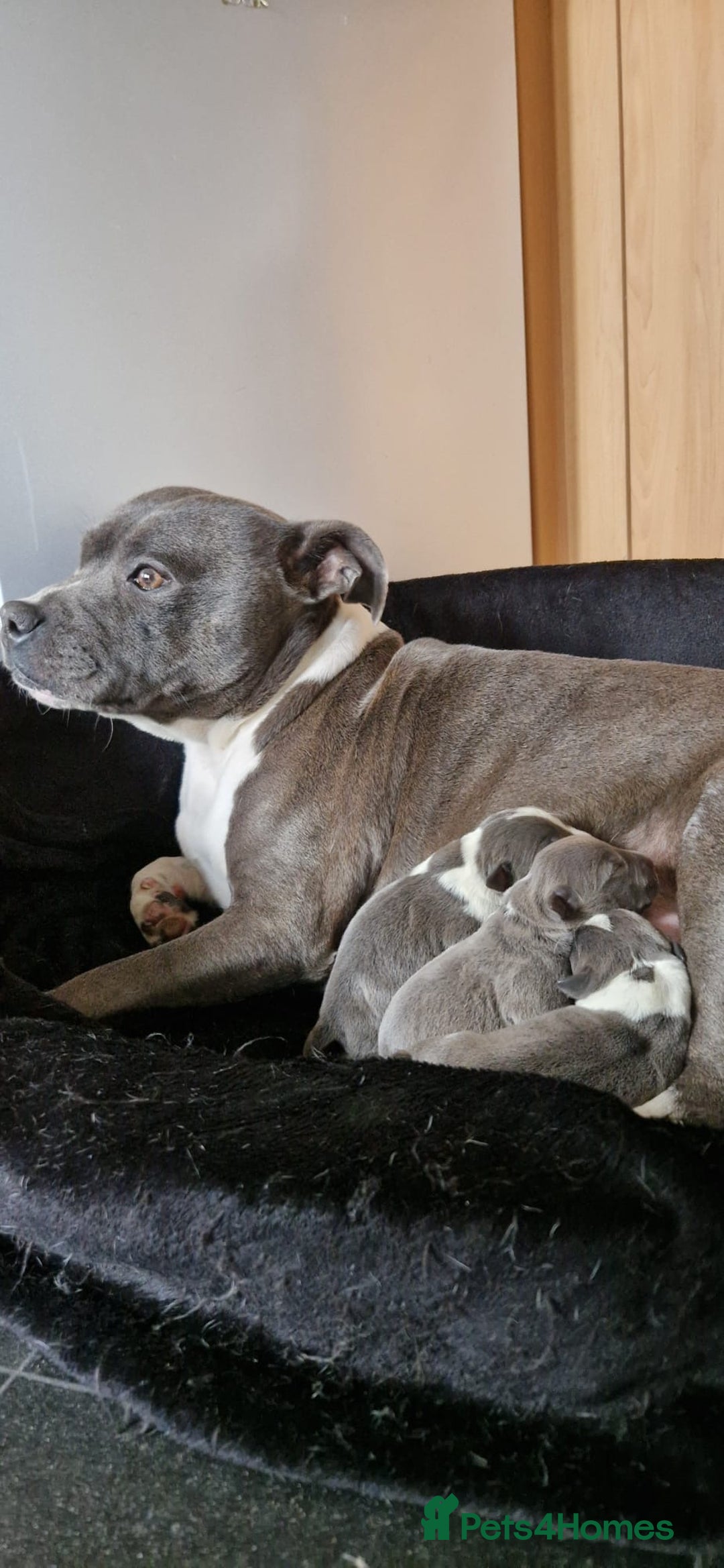 Staffordshire Bull Terrier dogs for sale: Blue Staffordshire terrier pups - Advert 3