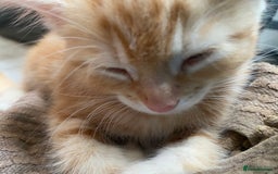 Mixed Breed cats for sale: 4 ginger & 1 tabby kittens - Image 13