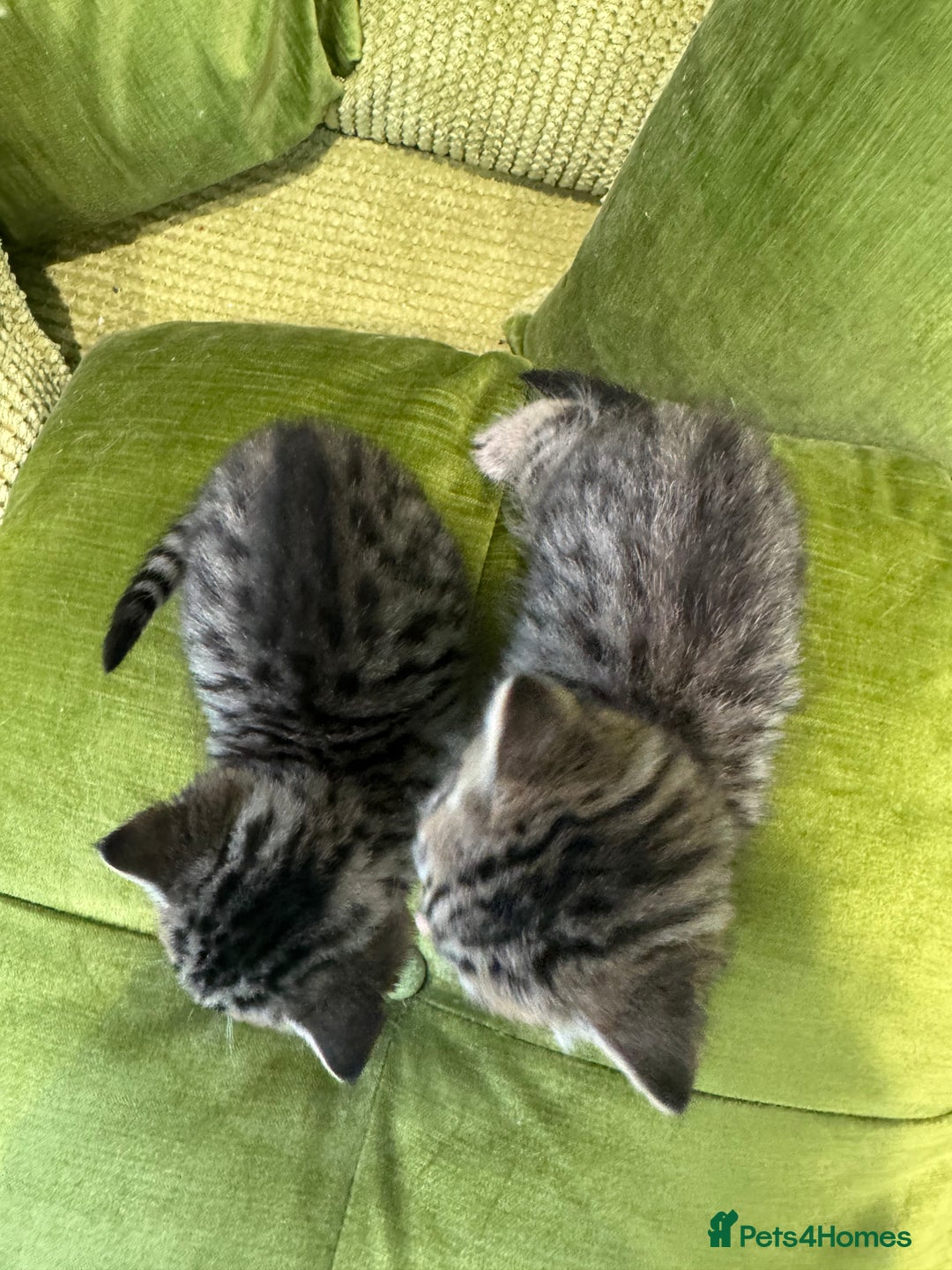 Scottish Fold cats for sale: Scottish straights  - Image 14