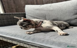 French Bulldog dogs for sale: French Bulldog Puppies–4 Girls & 2 Boys READY NOW  in Walton-on-Thames - Image 9