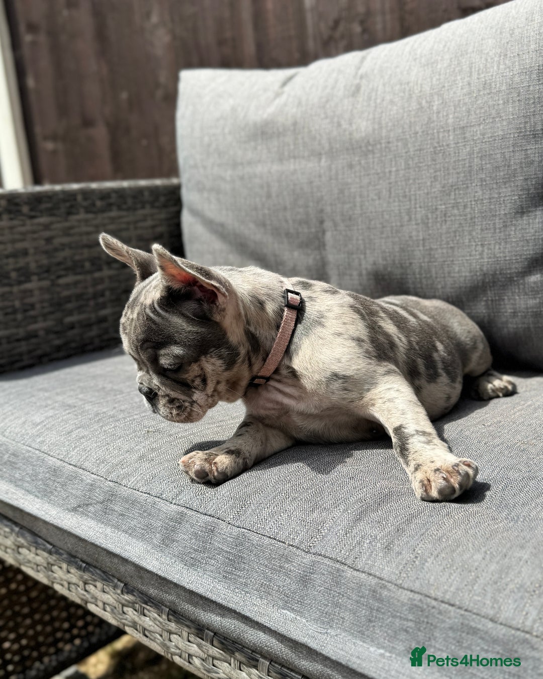 French Bulldog dogs for sale: French Bulldog Puppies–4 Girls & 2 Boys READY NOW  in Walton-on-Thames - Image 9