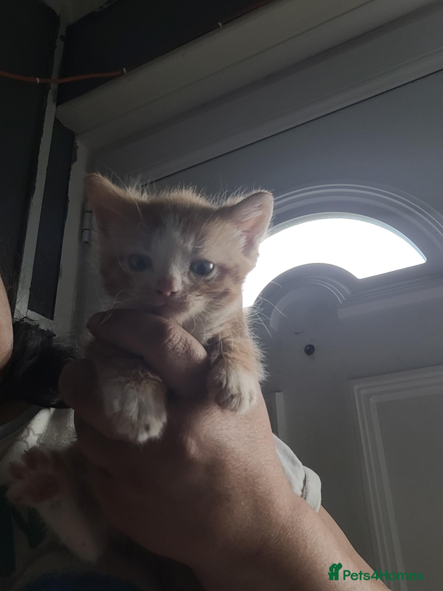 Mixed Breed cats Kittens - Advert 16