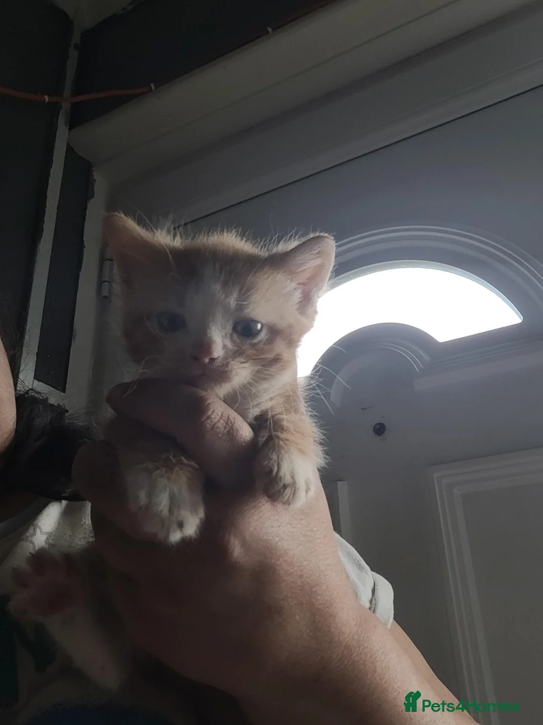 Mixed Breed cats for sale: Kittens in Llanelli - Advert 1
